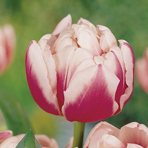 Tulipa 'Melrose',Tulip 'Melrose', Double Early Tulip 'Melrose', Double Early Tulips, Spring Bulbs, Spring Flowers,Tulipe Melrose, Double pink Tulip, Pink Tulip